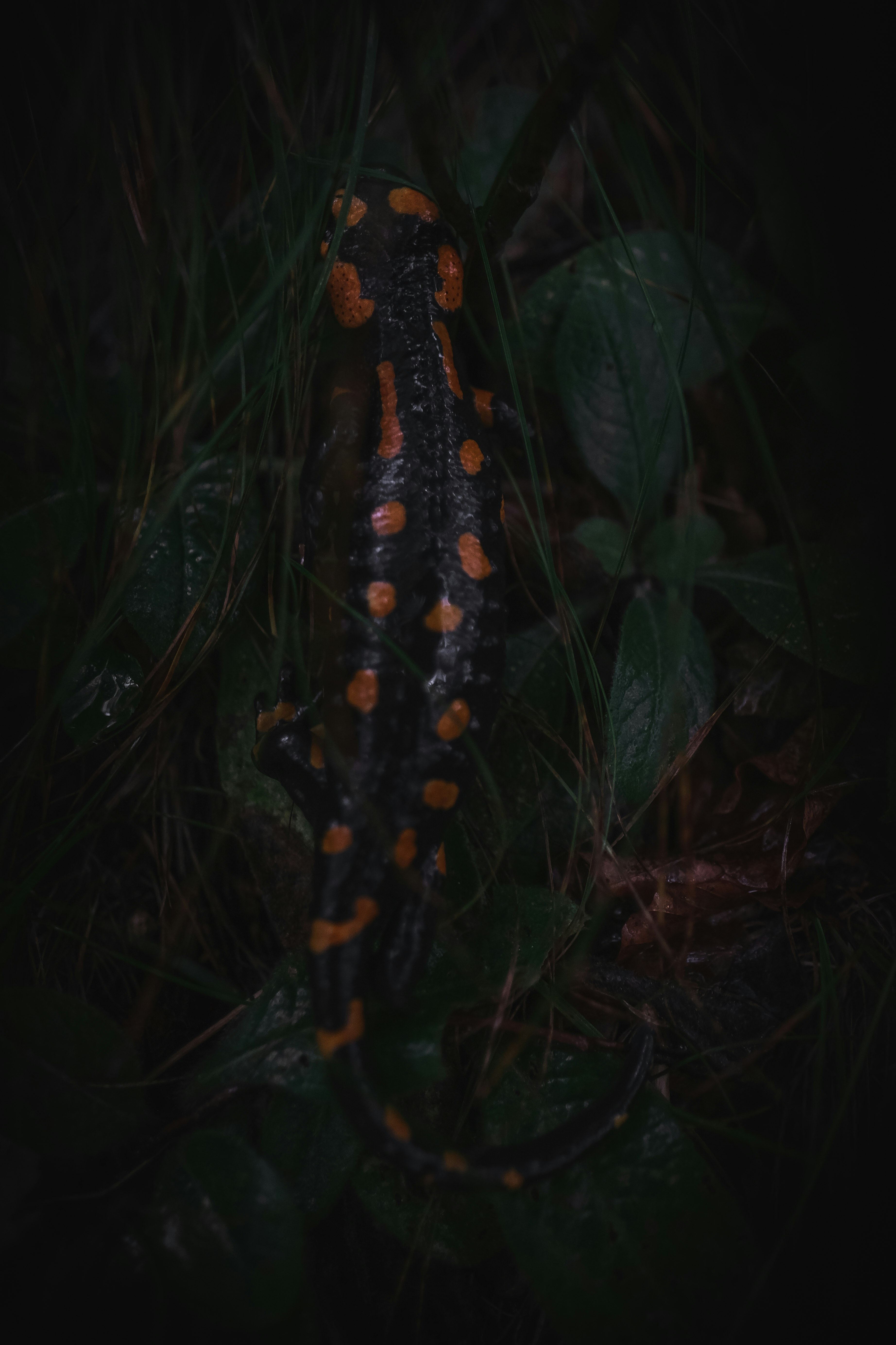 black and brown snake